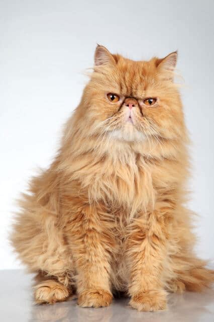 8 Garfield Cat Breeds that love Lasagna