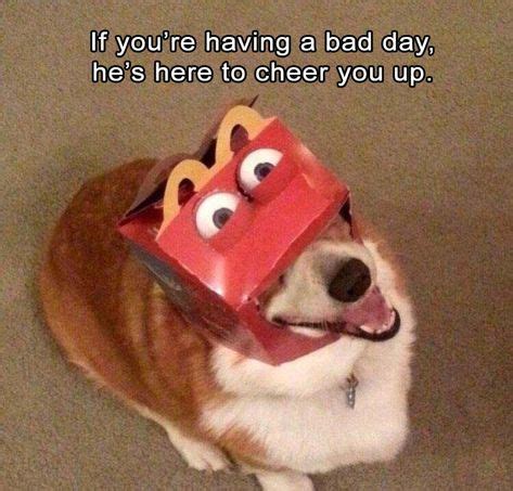 328 best Funny Corgi Pictures images on Pinterest | Corgi, Corgis and ...