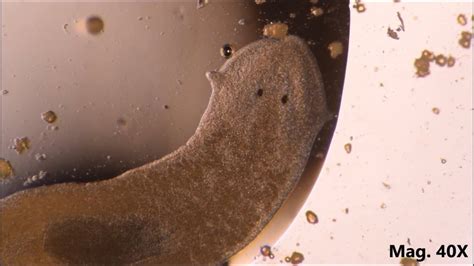 Planaria Under Microscope Labeled