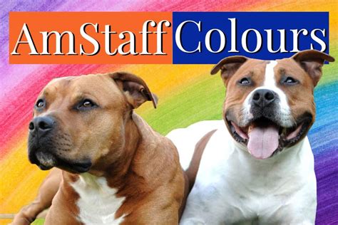 American Staffordshire Terrier Colors [All 18 Amstaff Colors]