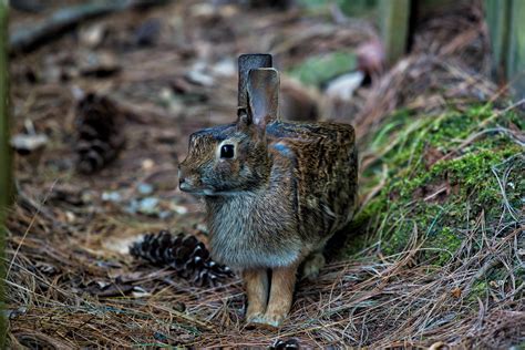 Minecraft in Real Life: Retoucher Turns Real Animals Into Cubic ...