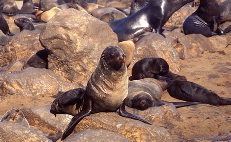 Seal Safari In Namibia | Sense Earth