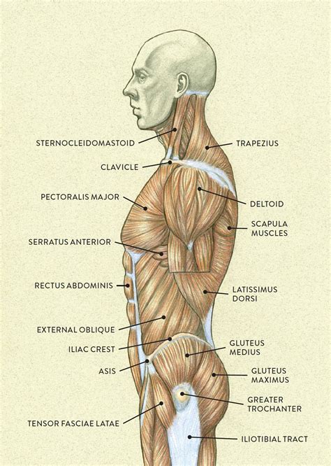 Muscles of the Neck and Torso - Classic Human Anatomy in Motion: The ...