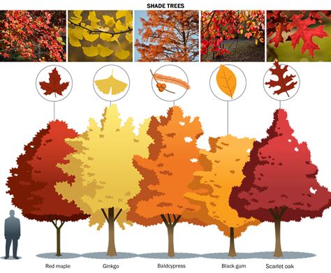 The 15 best trees and shrubs for fall foliage - The Washington Post