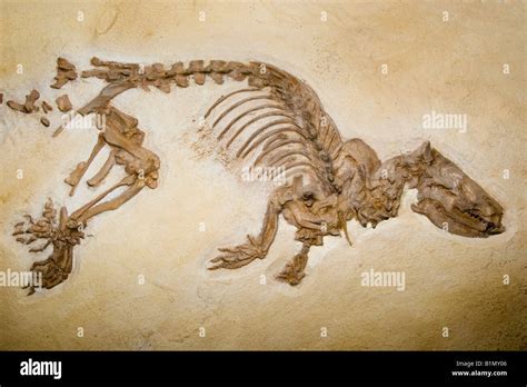 Moeritherium Fossils