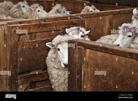 Scared Sheep. Sheep shearing in New Zealand Stock Photo - Alamy