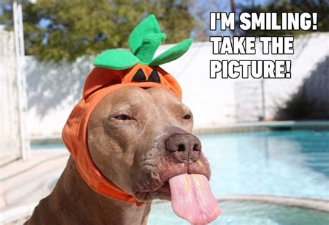 Dog Memes That Are Sure to Make You Smile | Reader's Digest Canada