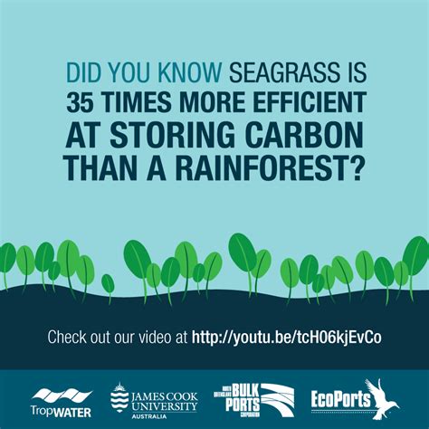 Seagrass is 35 times more efficient at storing carbon than a rainforest | Marine biology, Sea ...