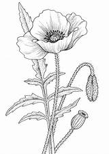 Coloring Page Poppy  Free Printables Img 9393 sketch template