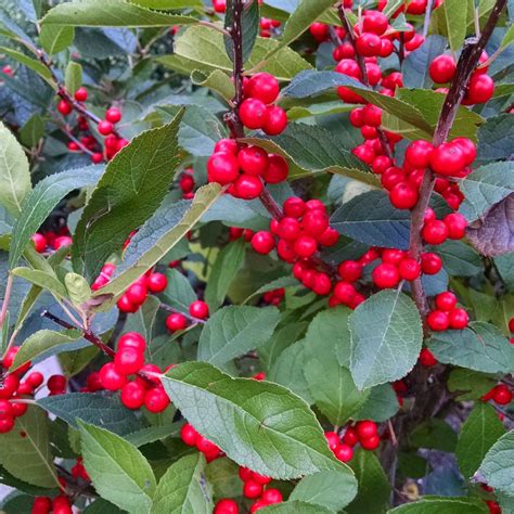 Berry Heavy Winterberry Holly Bush For Sale | The Tree Center