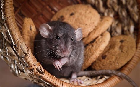 Pet Rat Behavior Explained: Boggling, Bruxing & More