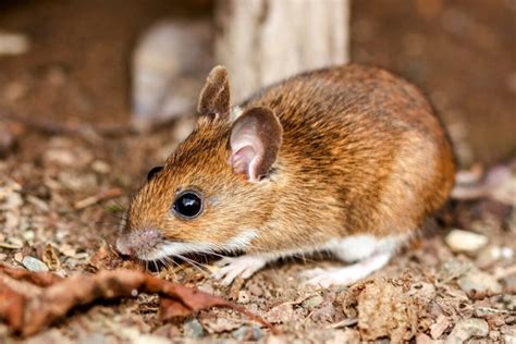 Wild mice don't just survive, but thrive with physical impairments • Earth.com