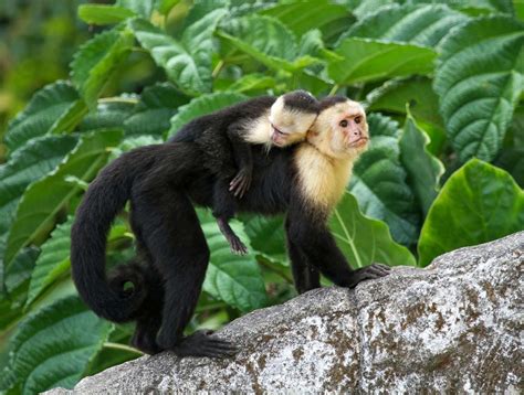 good monkeys - Google Search in 2020 | Capuchin monkey, Tortuguero national park, Family ...