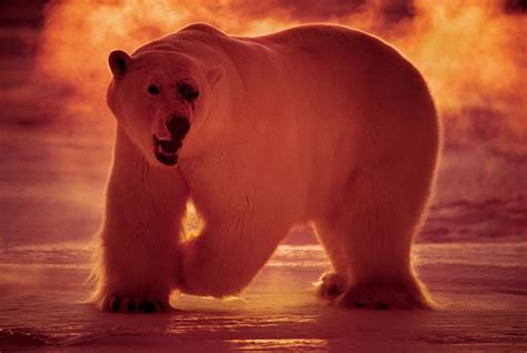 Male polar bear after fighting another male for the right to breed. (Photo taken by Paul Nicklen ...
