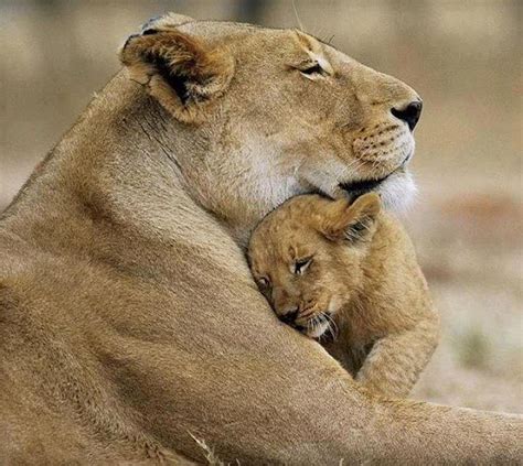 Famous Photos: A Lioness hugging her Lion cub