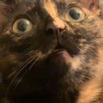 Shocked cat Meme Generator - Imgflip