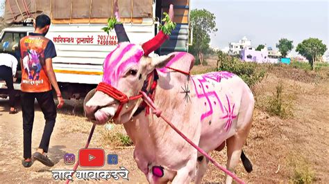 बकासुर अख्खा महाराष्ट्र हादरून सोडला असा बिनजोड चा बादशहा याची मुलाखत ...