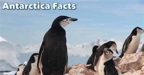 Antarctica Facts For Kids, With Pictures, Information & Video