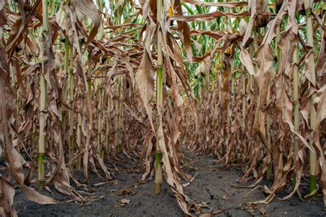 Rows of Corn Stalks in a Field in Early Autumn Stock Image - Image of land, feed: 157467201