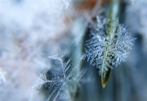 FROST: What is Frost | How Frost is Formed | Types of Frost | Which ...