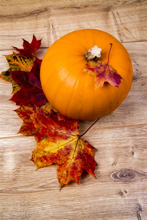 Pumpkin And Leaves Free Stock Photo - Public Domain Pictures