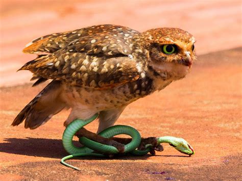 Do Owls Eat Snakes? | Birdfact