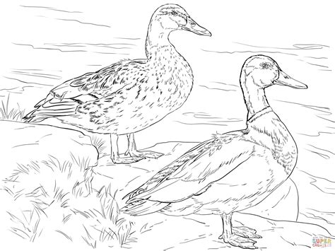 Male and Female Mallard Ducks coloring page | Bird coloring pages, Duck coloring pages, Animal ...