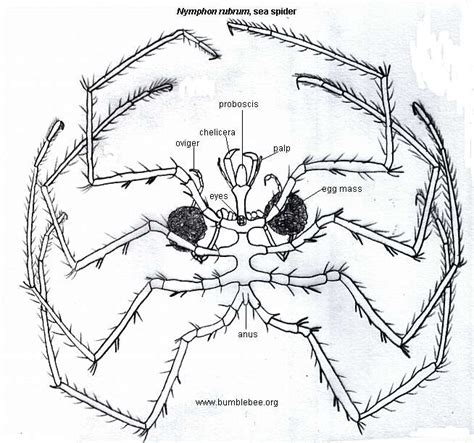 Pycnogona, sea spiders