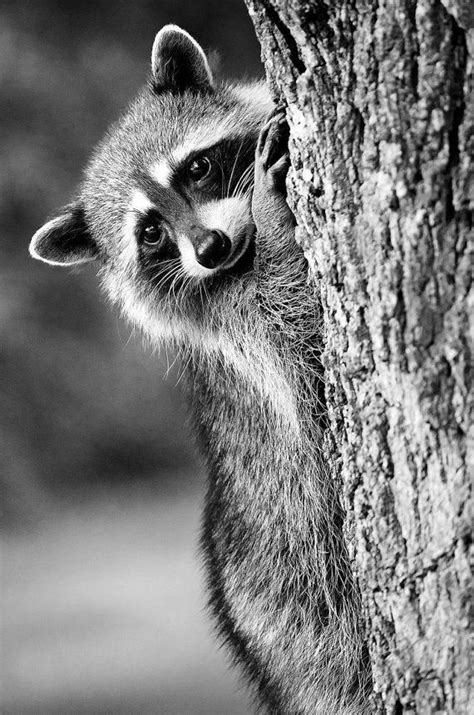 Canada Wildlife Nature Photography Print 12x18 by RobbARTBoutique #blackandwhiteanimalp ...