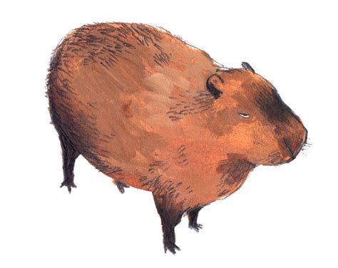 Pin by Morgan Byrne on Tha TEAM uvu | Capybara, Literature art, Animal illustration