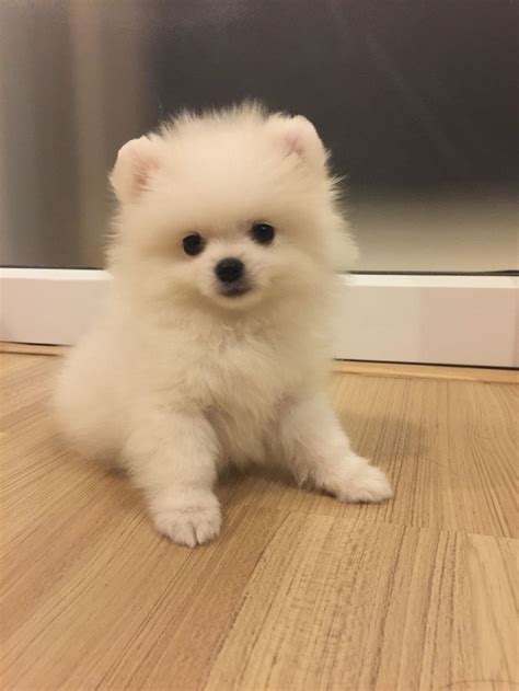 a small white dog sitting on top of a wooden floor