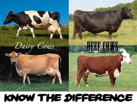 Dairy Cattle and Beef Cattle - Know the difference! | Dairy cattle, Cattle, Cow