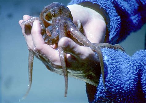 10 Interesting Octopus Facts Straight From an Octopus Himself