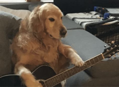 dog with guitar Blank Template - Imgflip