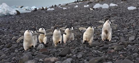 'embrace of the misty forest' by Teuku Rizal | Animals, Penguins, Cute animals