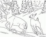 Mule Deer Coloring Page  Home sketch template