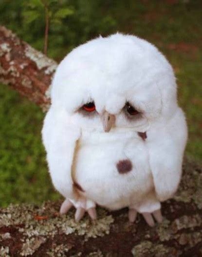 Sad owl is sad (pic) | Amazing Creatures