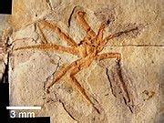 Category:Arachnida fossils - Wikimedia Commons