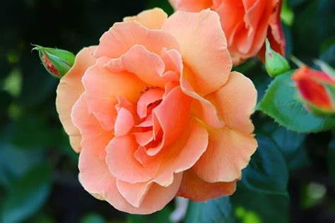 Orange Roses Meaning – A Complete Guide - SONG OF ROSES