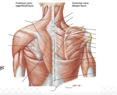 Shoulder Girdle muscles Diagram | Quizlet