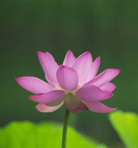 Lotus Flower Plant Pink - Free photo on Pixabay - Pixabay