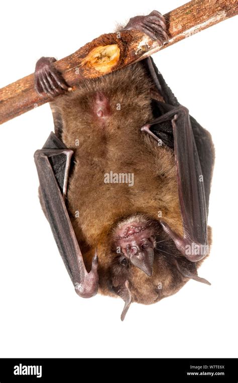 Yellow shouldered bat hi-res stock photography and images - Alamy