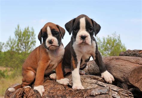 Is There A Mini Boxer Breed