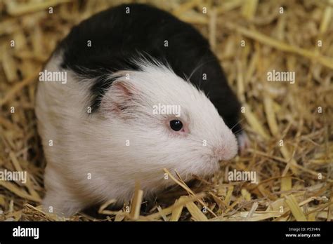 Guinea pig - Cavia porcellus Stock Photo - Alamy