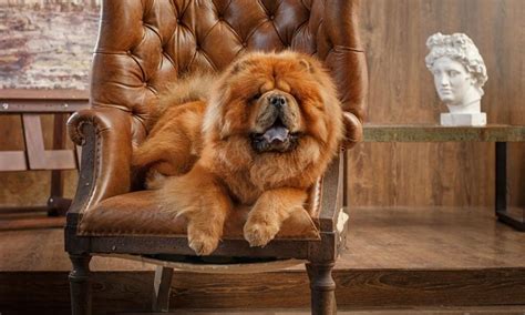 Chow Chow Breed: Characteristics, Care & Photos | BeChewy