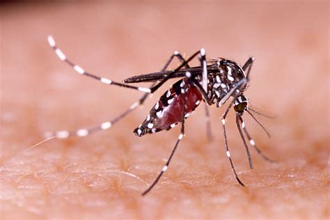 The tiger mosquito | Anses - Agence nationale de sécurité sanitaire de l’alimentation, de l ...