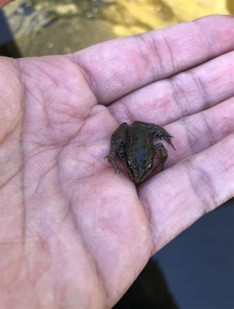 What happens to a tadpole's tail? - Wildlife Preservation Canada Oregon Spotted Frog