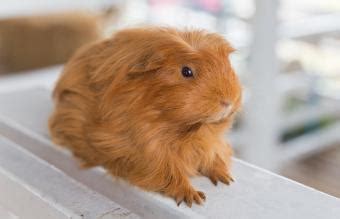 200+ Guinea Pig Name Ideas by Color | LoveToKnow Pets