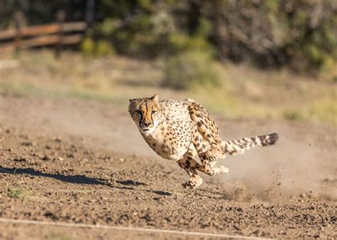 Cheetah 500 | Animal Ark Wildlife Sanctuary | Nevada Events