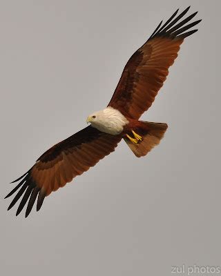 Zul Ya - Birds of Peninsular Malaysia: Burung Helang ( Eagle )